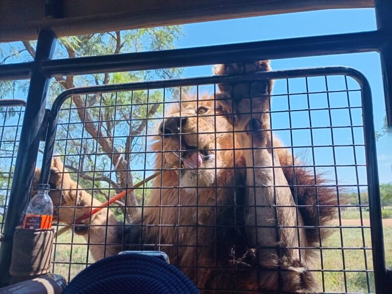 City of Pretoria & Lion Park Tour